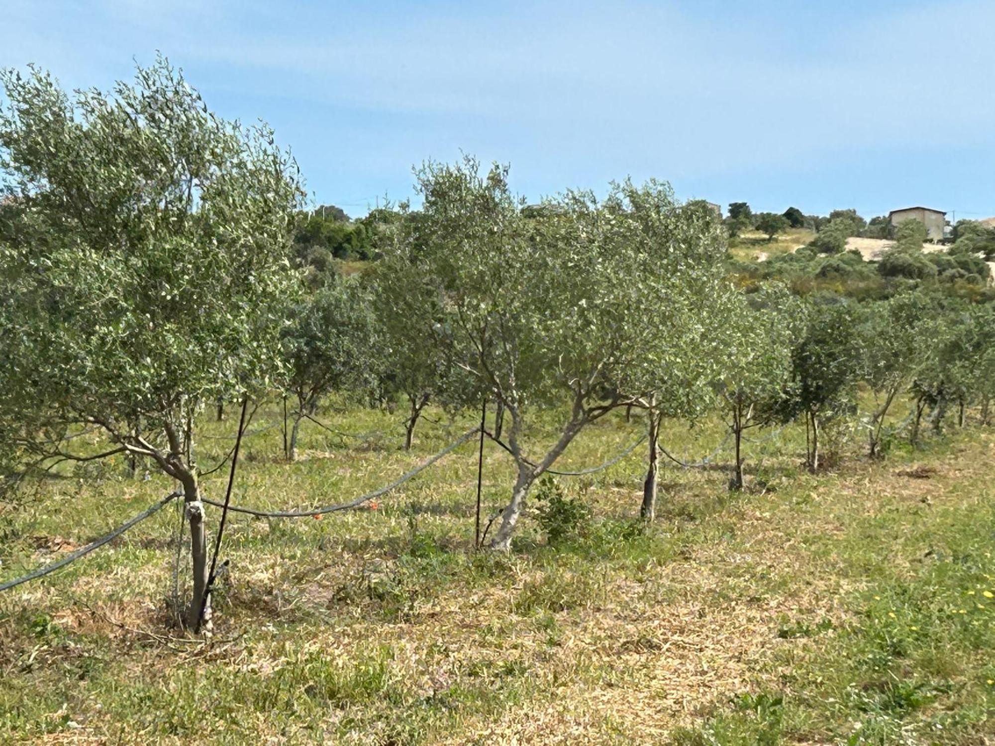 נוטו Baglio Il Gelso E L'Ulivo Appartamento Il Fico מראה חיצוני תמונה